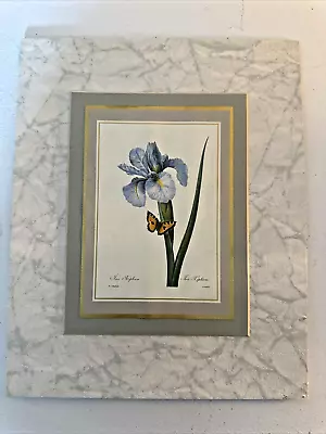 P.J. Redoute - Iris Xiphium #60- 8 X 10” Vintage Botanical Art Print • $11