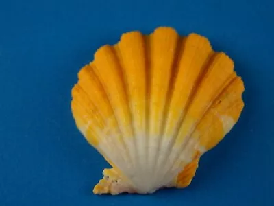 Pecten Langfordi Sunrise Half #4 Jewelry Hawaii Shell • $14.99