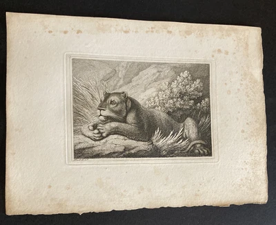 £9.99 • Buy Etching By Samuel Howitt LIONESS