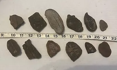 HUGE LOT MAZON CREEK FOSSIL LOT 12 Pieces- Plants Ferns Leaves 309M Years Old • $9.99