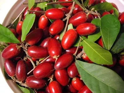 Miracle Berry Seeds (Synsepalum Dulcificum) 10+ Seeds • $45