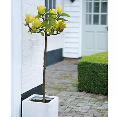 T&M Magnolia Standard Plant Yellow Bird Deciduous Hardy Shrub Premium Bareroots • £20.99