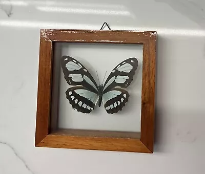 Framed Display With Real Philaethria Dido Amazonian Butterfly Brown Frame • $7.99