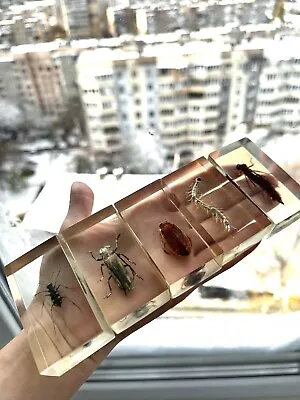 Soviet Beetle In Resin Insect Tutorial Vintage Paperweight Taxidermy Ussr-80 • $30