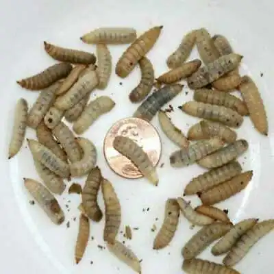 Live Black Soldier Fly Larvae - 50 - 5000 Free Shipping  • $10.49