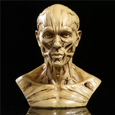 New 4  Human Anatomy Skull Head Muscle Bone Medical Arts Teaching Model Sand Hot • $8.99