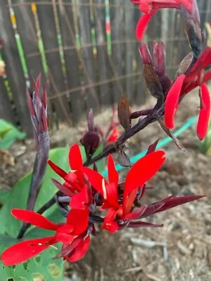 Fine Red Canna Lilly SEEDS • $4