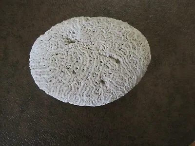 $65 • Buy  Beautiful Natural Brain Coral Fossil- Large 