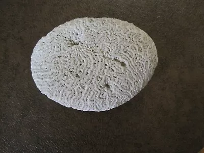  Beautiful Natural Brain Coral Fossil- Large  • $40