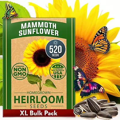 Mammoth Sunflower Seeds To Plant | 520+ Giant Sunflower Seeds For Planting Bulk • $17.83