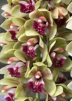 $18 • Buy OoN Cymbidium Orchid Mary Green 'Piccadily Circus' (68mmPot) 4208
