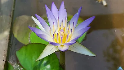 True Nymphaea Caerulea (Egyptian Blue Lily) Seeds | Open-pollinated | 10 Seeds | • £12.06