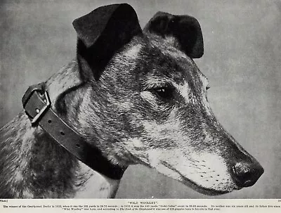 Greyhound  Wild Woolley  - 1934 Vintage Dog Art  Photo  Print - CUSTOM MATTED • $15