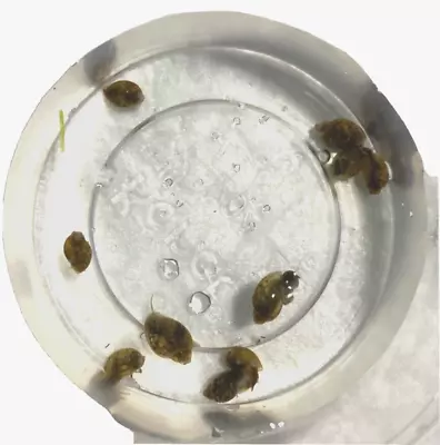 10+Live Pond Cleaner/Feeder Snails (Bladder/Tadpole) Great Puffer Or Turtle Food • $13.45