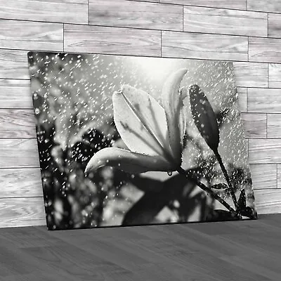 Rainkissed Lily A Beautiful Floral Delight Black White Canvas Print Large • £18.95