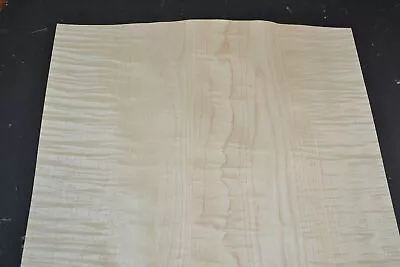 Curly Maple Raw Wood Veneer Sheet 15.5 X 43 Inches 1/42nd              I7619-1 • $39.99