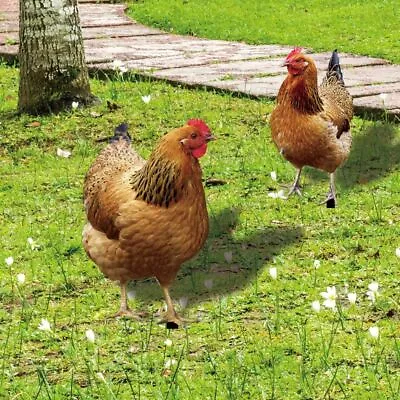 £8.61 • Buy Garden Ornaments Sculptures Chicken Decorations Rooster Statues Yard Art Decor