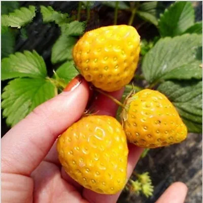 Strawberry Seeds 150 Yellow Miracle Strawberry Seeds Sweet Strawberry -397 • $4.58
