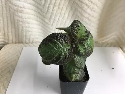 Episcia Pink Panther African Violet Relative Plant • $3