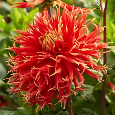 1 - SHOW N TELL Dinnerplate Cactus Dahlia Bulb Tuber Cluster BOASTS 8-10  BLOOMS • $11.99