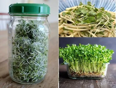 Organic Seeds For Sprouting | Many Types | Healthy Salads | Microgreens • £3.99