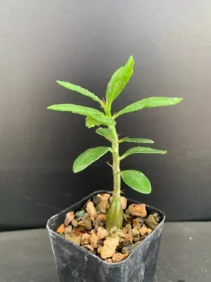 Pachypodium Succulentum - Rare Succulent Well Rooted Plant - 2  Pot • $20