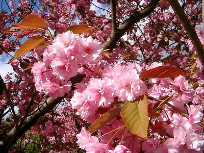 £34.99 • Buy 1 Japanese Flowering Cherry/'Kanzan' 4-5ft Tall, Large Deep Pink Flowers