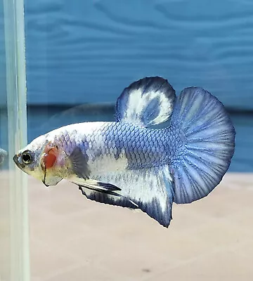 Live Betta Fish Male Marble  BLUE Fancy HMPK 003 • $9.99