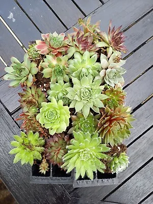 £16.99 • Buy 20 Sempervivum Plug Plants- Houseleeks Alpine Fairy Garden Rock Hardy Evergreen