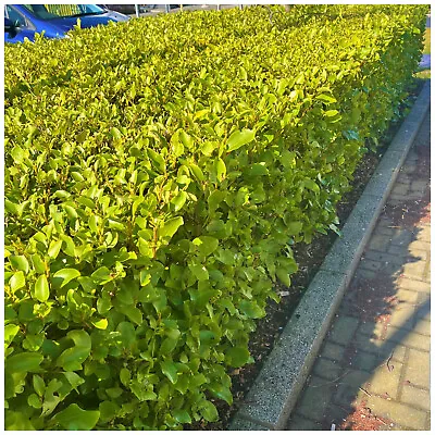 5 Griselinia Hedging Plants 50-70cm Fast Growing Evergreen Laurel Hedge • £16.49