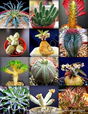 RARE EUPHORBIA VARIETY MIX Exotic Succulent Rare Cactus Plant Seed 100 SEEDS • $24.99