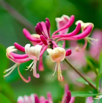 £6.49 • Buy LONICERA JAPONICA 'RED WORLD' HONEYSUCKLE In 1L Pot
