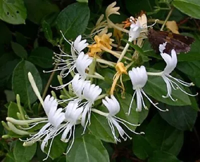 4x Japanese Honeysuckle Lonicera Japonica Plants - Seeds A272 • £3.10