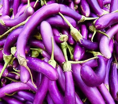 Long Purple Eggplant Seeds | Heirloom | Non-GMO | Fresh Garden Seeds • $160