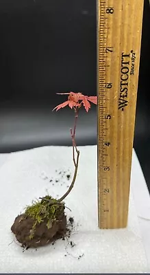 Red Japanese Maple Tree Seedling Pack Live Plant Bare Root Bloodgood For Bonsai • $7.99