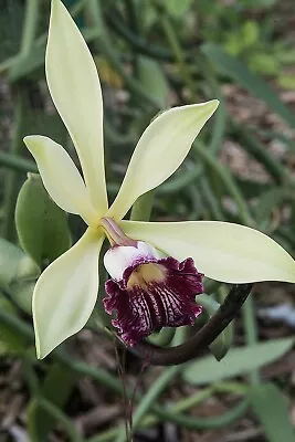 4” Established Vanilla Imperialis Species LARGE Orchid Plant 12  Tall • $24