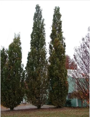 6 Plants Quercus Robur Fastigiata  Columnar English Oak 1 Year Old • $40.50