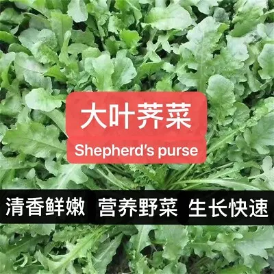 500+Shepherd's Purse Capsella Bursa-pastoris Ji Cai Naengi Seeds 500多粒大叶荠菜种子2023 • $3.99