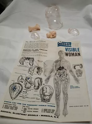 Vintage Renwal The Visible Woman 804 Optional Miracle Of Creation 1960 Parts • $24