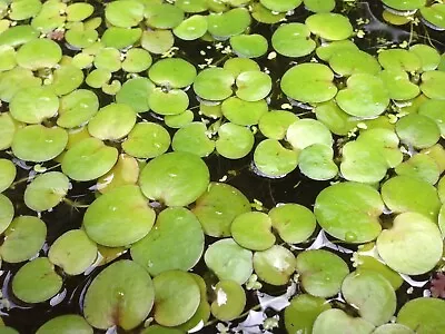 Amazon Frogbit X6 Plants • $8.50