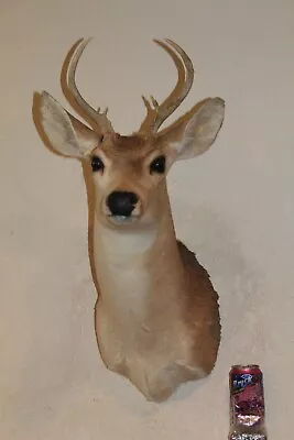 Whitetail Deer Head Shoulder Mount Taxidermy Cape Shed Antler Hunt Mule Rack • $140