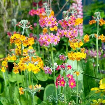 3 X Candelabra Primulas In Pinky-Orange And Yellow Shades. Garden Or Bog Plants • £9.99