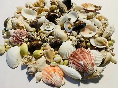 200+ Small Mixed Seashells Cowries Assorted Craft Shells Mix Free Ship! • $12.99