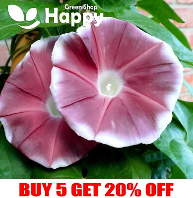 £1.29 • Buy MORNING GLORY - CHOCOLATE - 5 Seeds - Ipomoea Nil - Annual Climber LARGE Flower