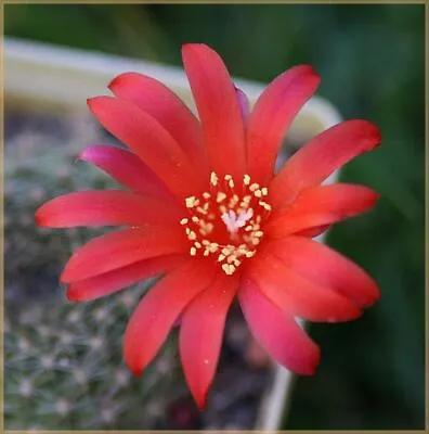 Rebutia Grandiflora SEEDS • $7.16