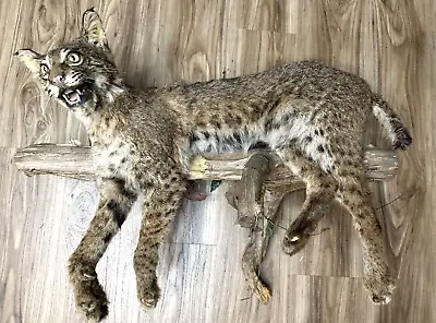 Bobcat Taxidermy Wall Mount Custom Wildlife Fur Hunting Decor Full Body  • $1016.56