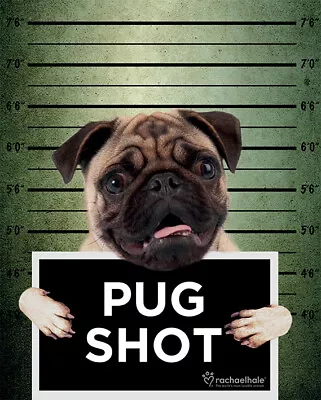 £5.99 • Buy (M204) MINI POSTER Rachael Hale (Pug Shot Banjo) 40cm X 50cm NEW WALL HANGING