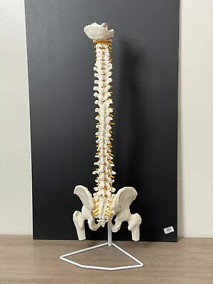 Spine Model 32  Life Size Spinal Cord Model With Vertebrae • $49.40