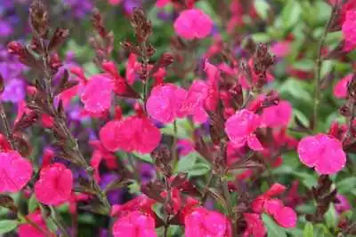 3x Salvia Neon Perennial Plant Plugs Aromatic Ornamental Sage Pink Flowers • £9.95