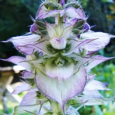 Clary Sage BLUISH WHITE  Salvia Sclarea 2-4' Perennial USA Non-GMO 100 Seeds! • $4.48